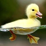 robert.pedigo.70381