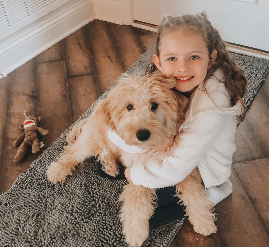 Are Goldendoodle Puppies Near Me the Right Fit for My Family?