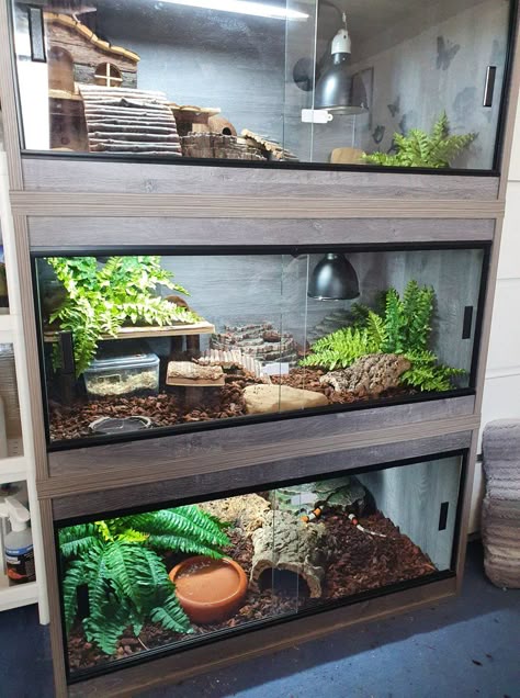 Reptile Enclosure Market to Grow Driven by Rising Pet Reptile Ownership