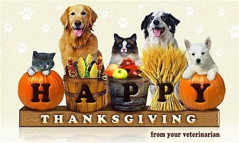 Unveiling the Secrets of Life's Abundance Dog Foods