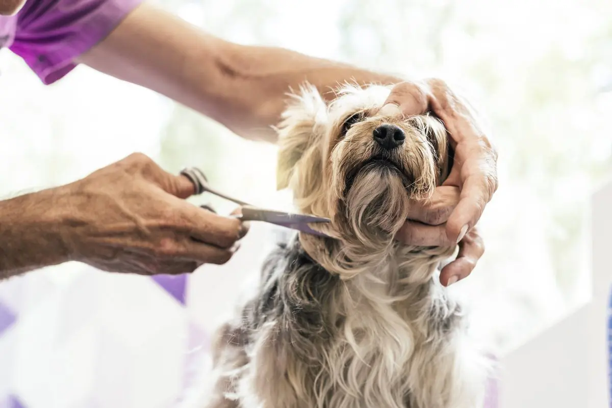 Ask the Right Questions Before Choosing a Dog Grooming Specialist