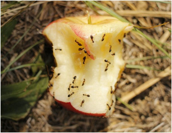 Say Goodbye to Unwanted Guests: Why Pest Control Is Essential!