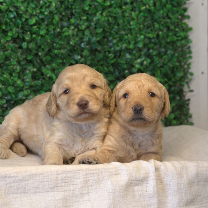 Miniature Goldendoodle Trained Puppies: Loyal, Gentle, and Ready for Family Life