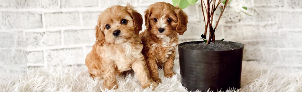 Why Cavapoo Puppies Make the Perfect Family Companion