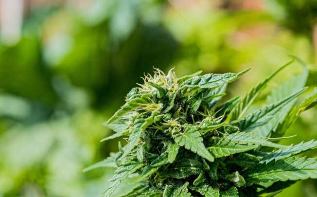 Exploring Vallejo Cannabis: Top Dispensaries You Must Visit