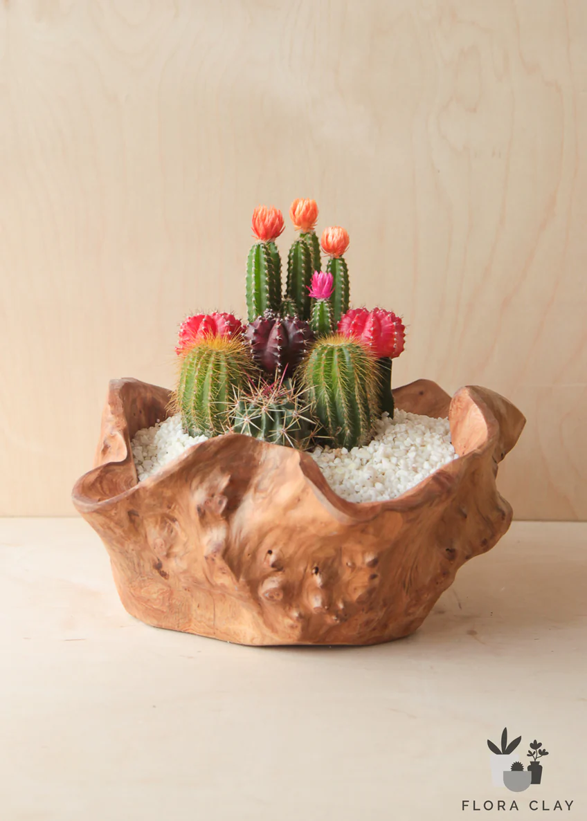 ALL CACTUS & SUCCULENTS