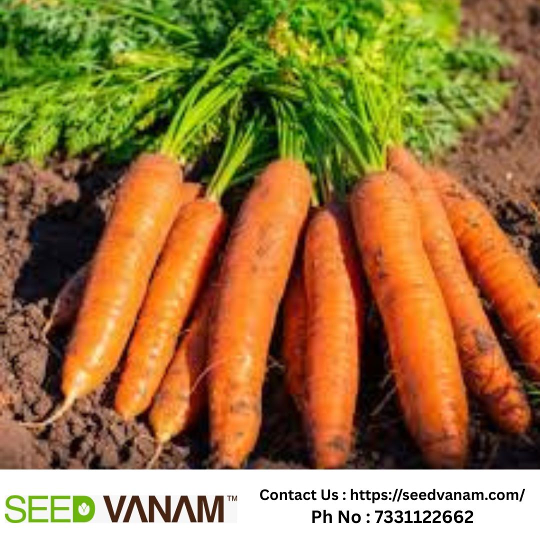 Carrot & Beetroot Seeds Combo | SeedVanam Organic, Non-GMO, Buy Online