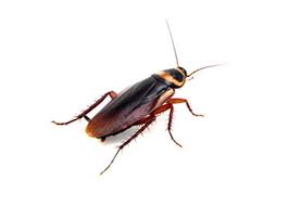 Residential pest control in Fairfax VA