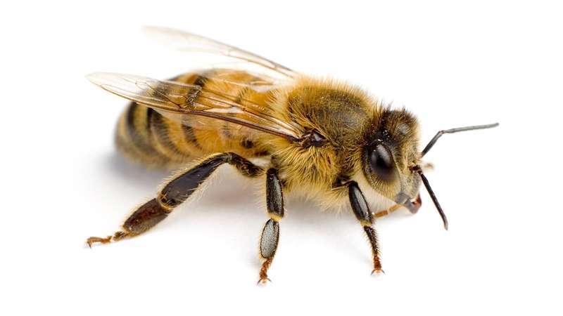 Bee Removal in Cleveland Heights