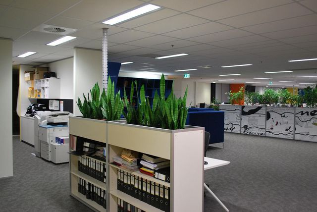 Why You Should Hire Office Plants?