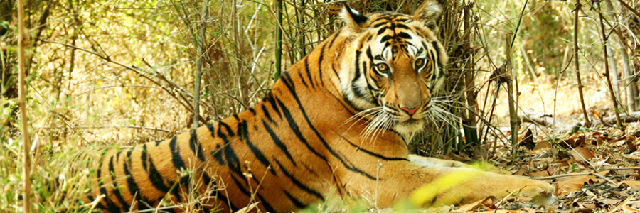 Book Adventure Tour in India - Imperialvoyages