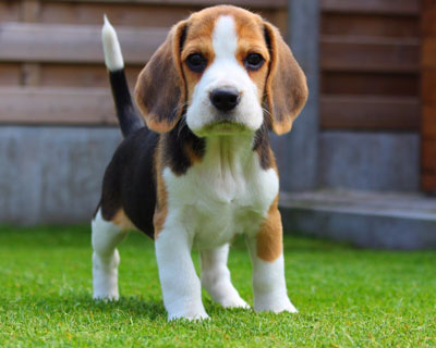 Beagle Puppies For Sale In Delhi | Pet Adoption | Call@ 91-9971331250