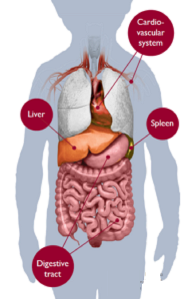 Acid lipase deficiency Market growing at a substantial CAGR in the forecast period of 2020 to 2027 |Alexion Pharmaceuticals, Inc, Synageva BioPharma Corp, ArmaGen, Bellicum Pharmaceuticals, Inc