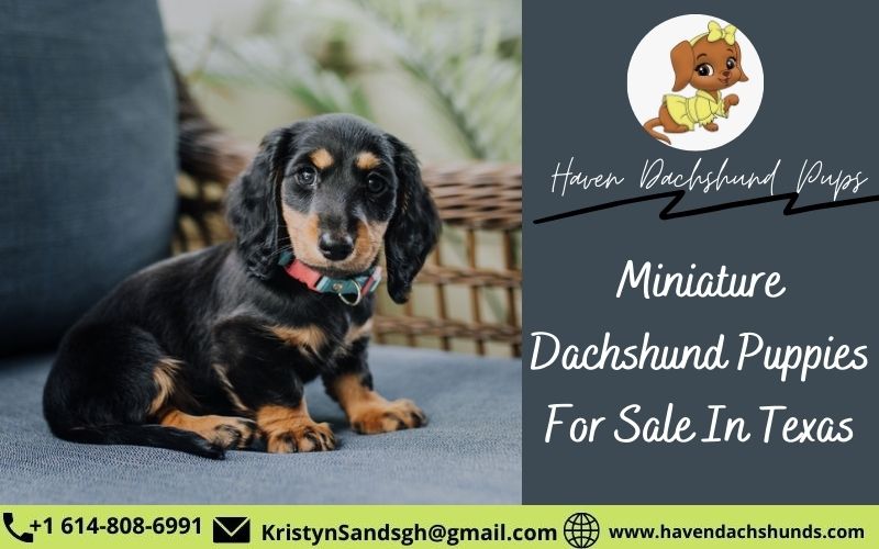 Miniature Dachshund Puppies For Sale In Texas