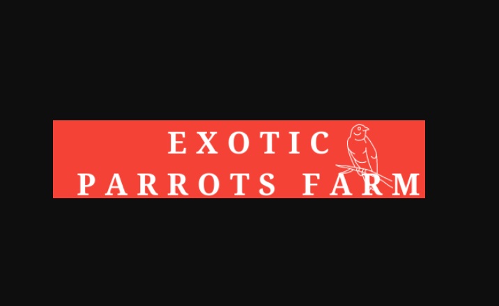 Need to Obtain Parrot Birds? Verify This Out First!