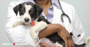 DOG VACCINATIONS ATLANTA
