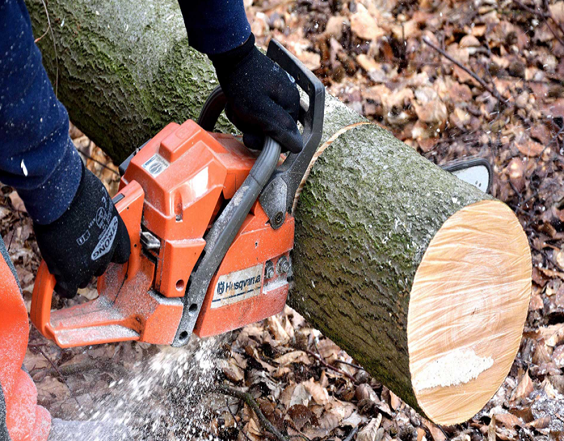 Make Your Curb Look Appealing with Bucks County Tree Work