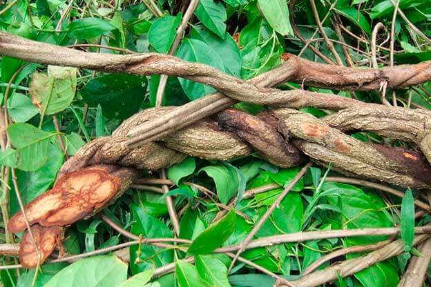 Buy Ayahuasca Online and Prepared the Brew at Home!