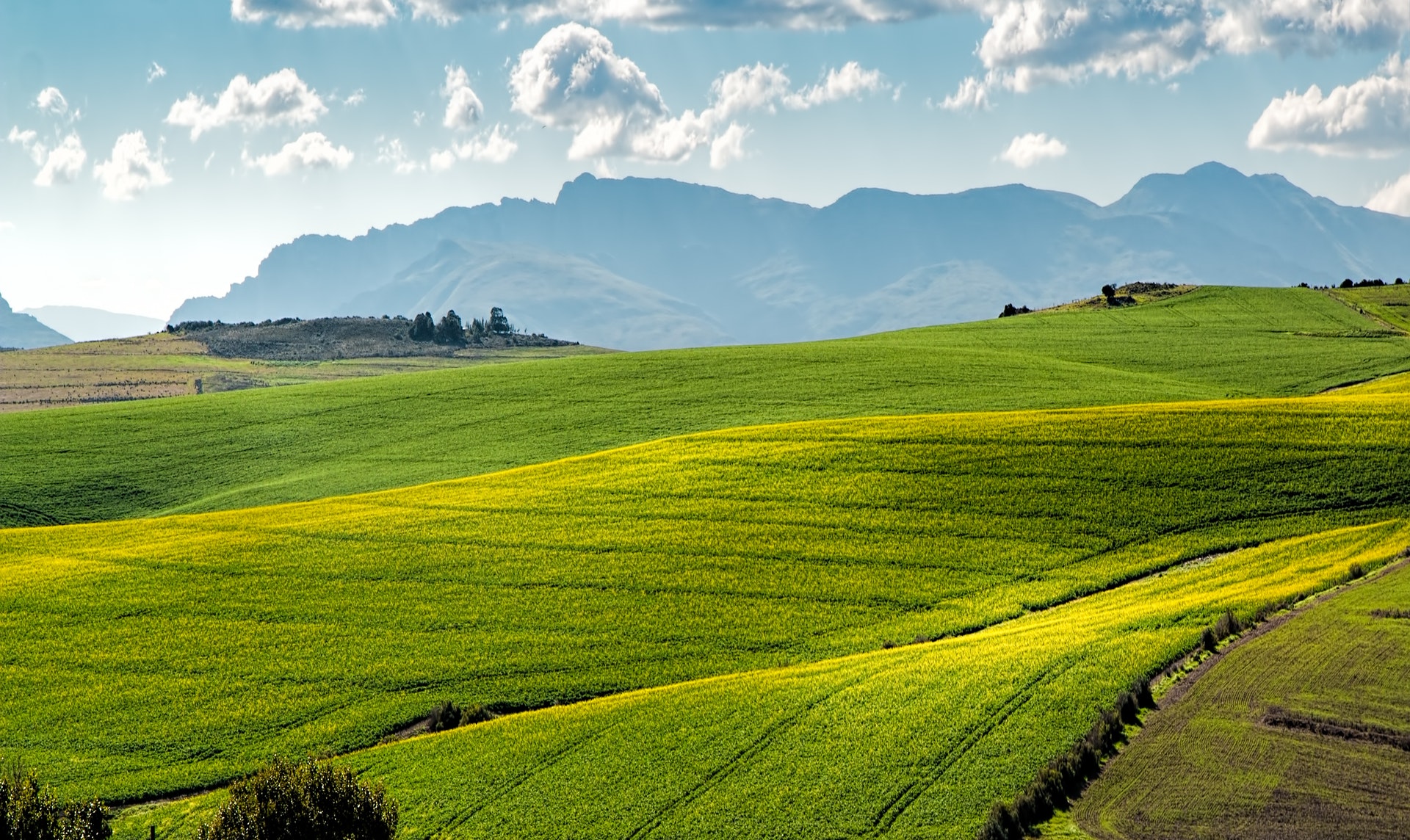 Global Herbicides Market - Size, Share, Research, Analysis, and Forecast