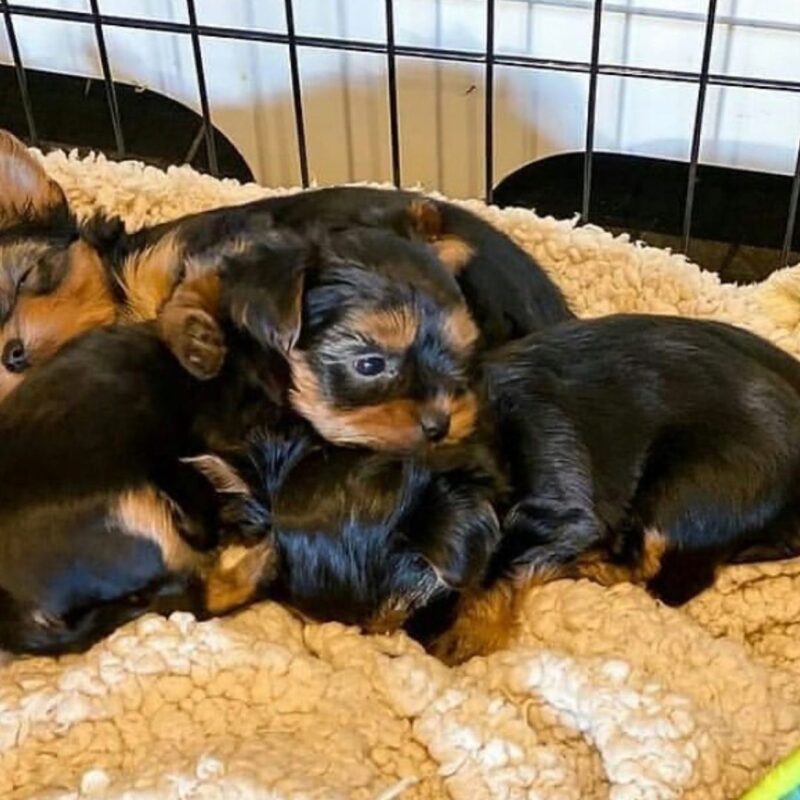 Yorkie Puppies For Adoption