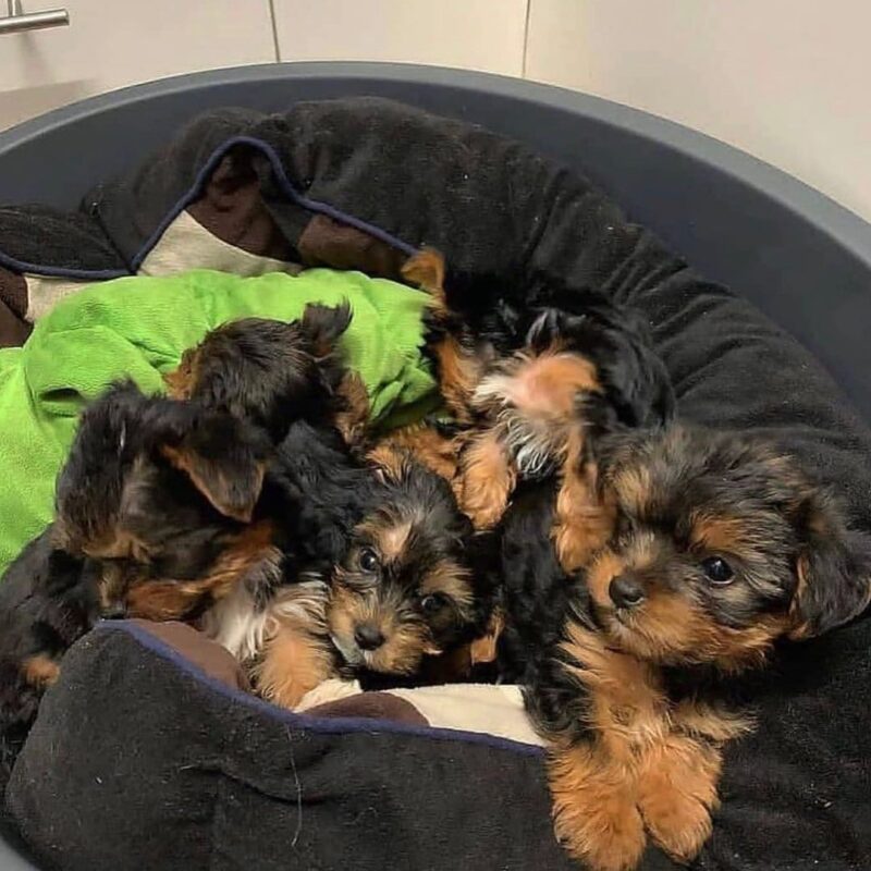 Miniature Yorkie Puppies For Sale