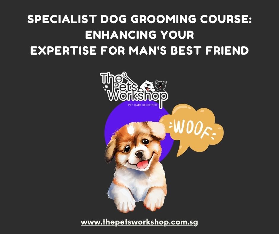 Specialist Dog Grooming Course: Enhancing Your Expertise for Man’s Best Friend -Pets Workshop