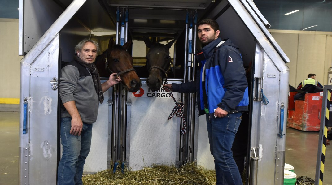 Turkish Cargo enables safe passage for 63 horses from Chicago to Istanbul