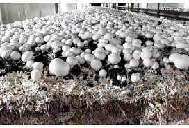 Button Mushroom Market Size, Key Players Analysis And Forecast To 2027 | Value Market Research