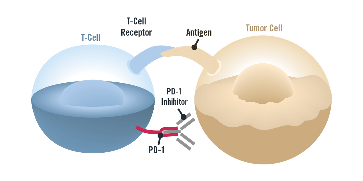 PD-1 and PD-L1 Inhibitor Market Is Estimated To Witness High Growth Owing To Rising Adoption Of Cancer Immunotherapy