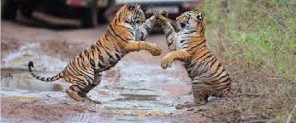 Jim Corbett National Park: Find Best Wildlife Safari In Different Zones