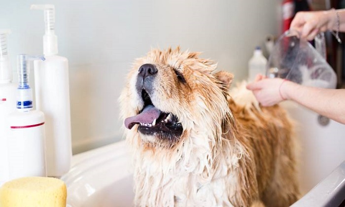 Dog Grooming Services with Highly-Trained Professionals in Georgia