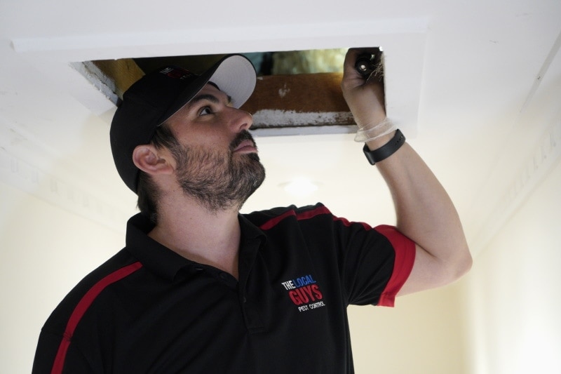 Why Should We Hire The Most Skilled Bee Removal Services?