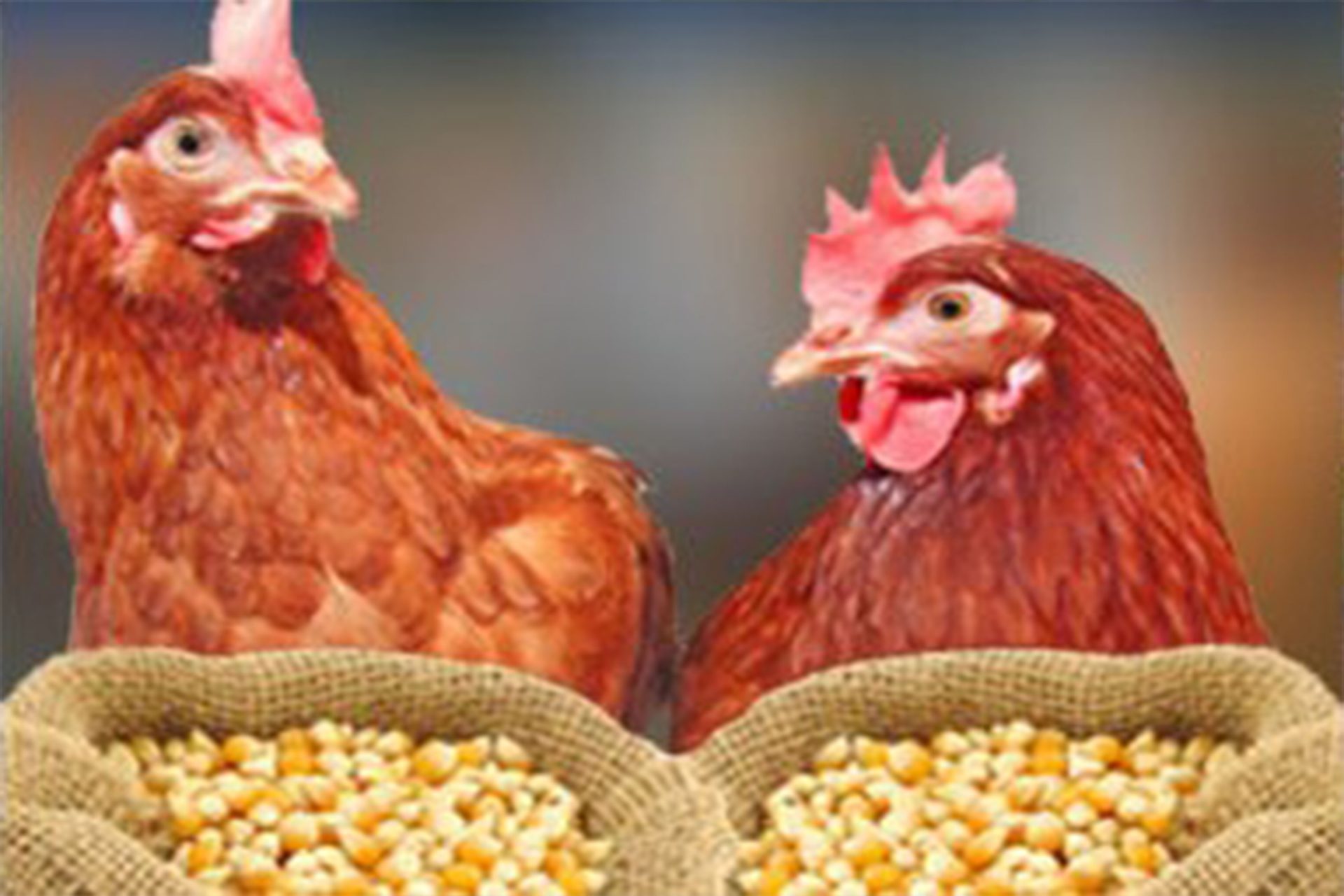 Poultry Feed Market Size, Dynamics & Forecast Report