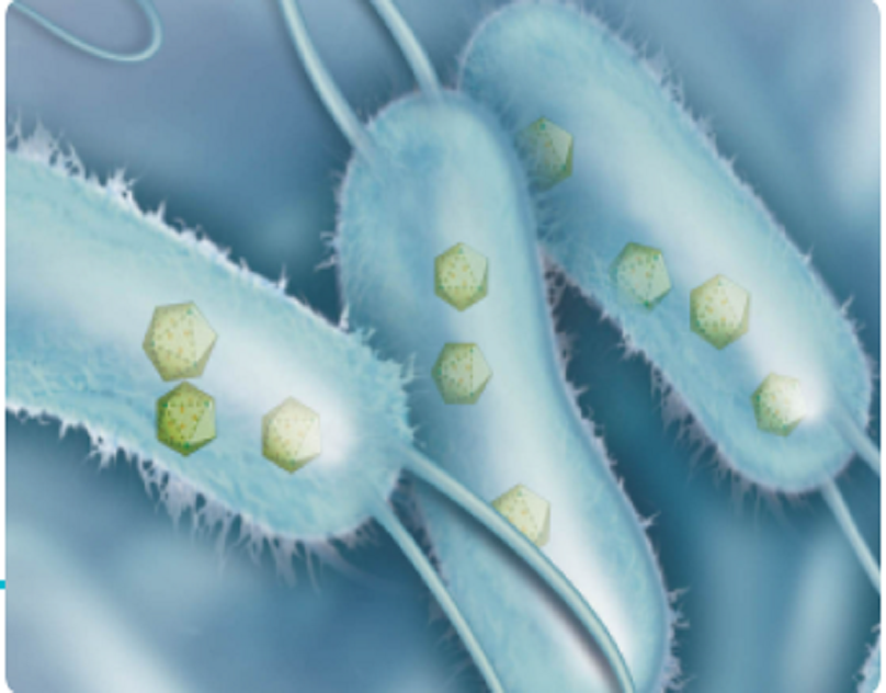 How to Conduct LBP cGMP Manufacturing—Some Strategies From Creative Biolabs