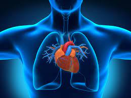 Organ Care Products Market Share, Size, Trends, Industry Analysis Report