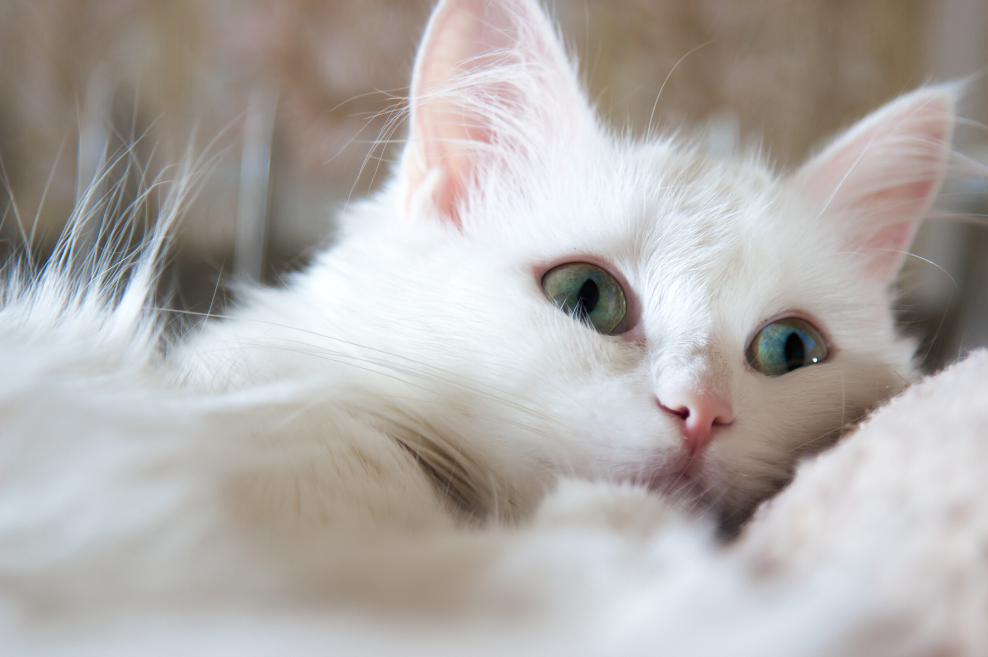 THE TURKISH ANGORA CAT