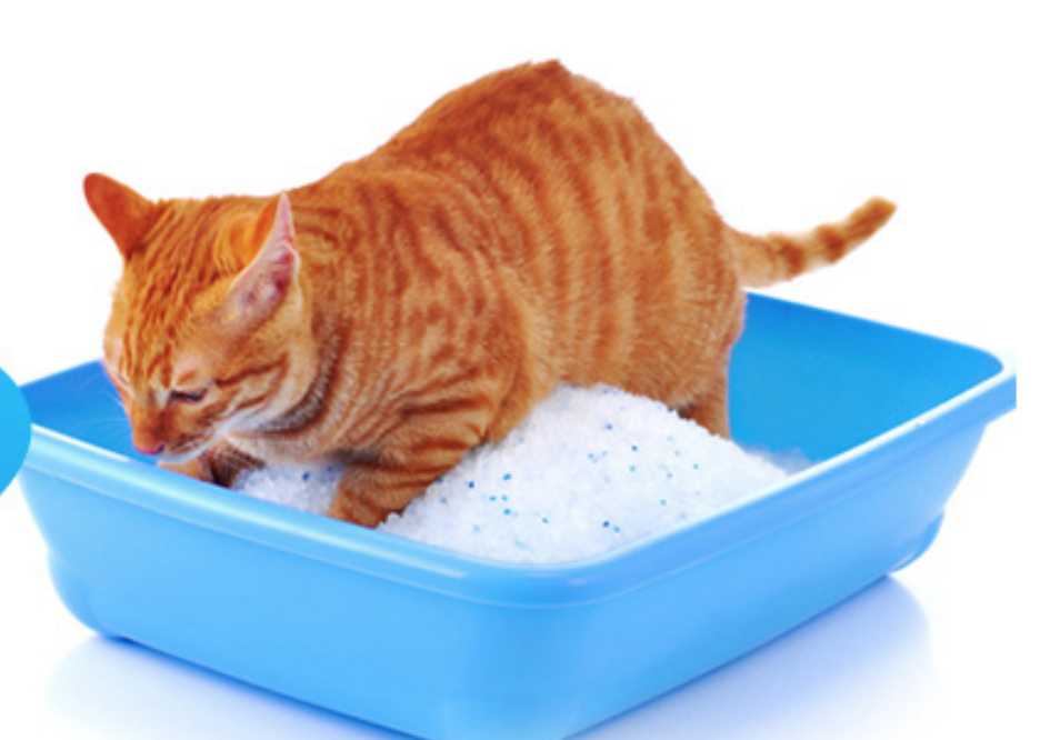 Uncovering the Dynamics of the Cat Litter Market during the Forecast Period 2022-2030