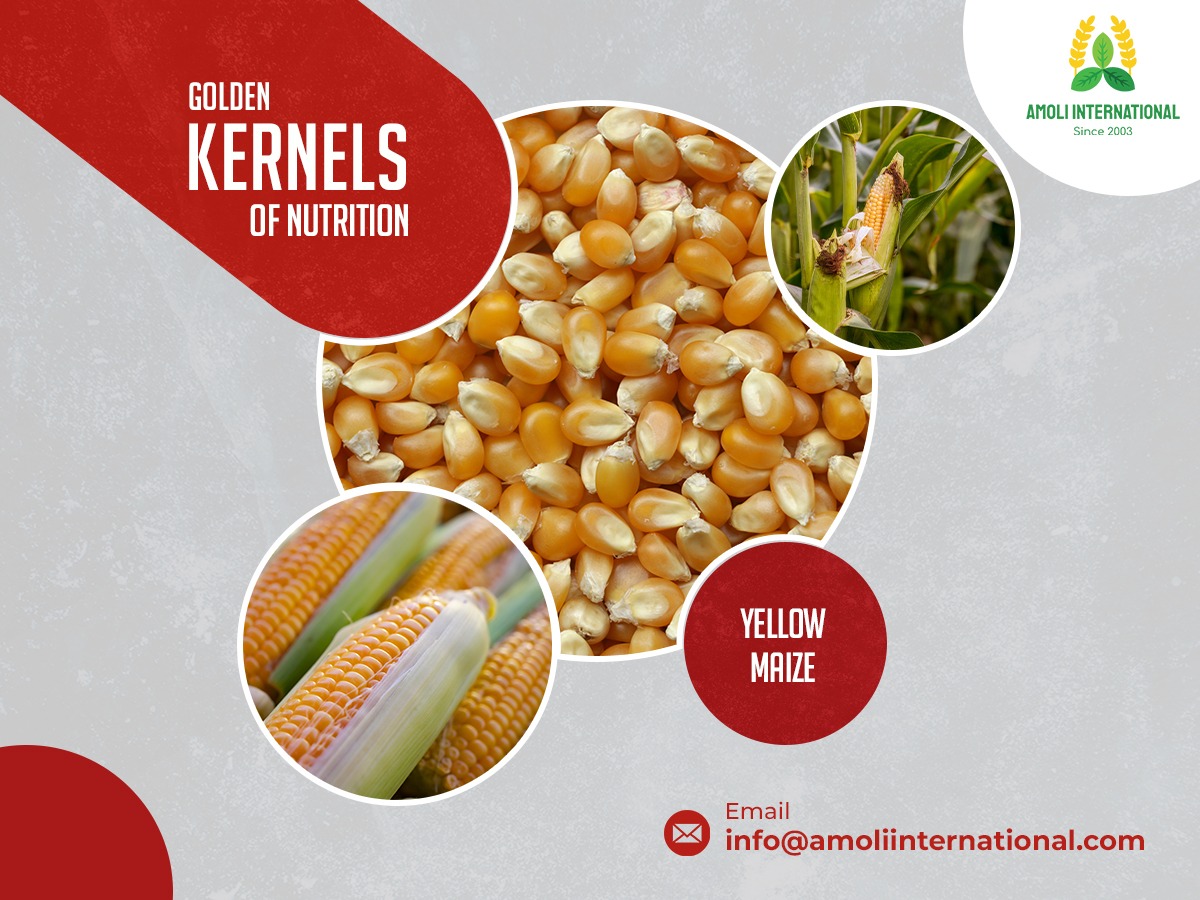 The Nutritional Benefits of Maize and its Role in Modern Diets Zupyak