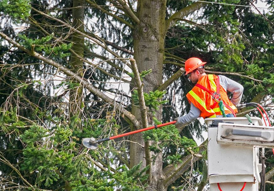 BEST CUTTING TREE SERVICE PORTER RANCH AND TREE TRIMMING IN CALIFORNIA