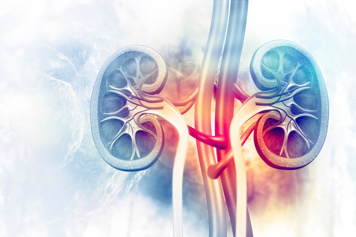 Rising Prevalence of Chronic Kidney Disease Drives Demand in Renal Fibrosis Treatment Market
