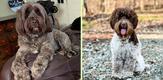 Why DNA Tested Labradoodles Make Healthier Family Pets