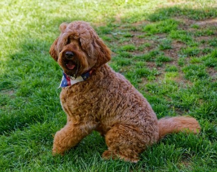 Choosing DNA Tested Labradoodles for Responsible Dog Breeding