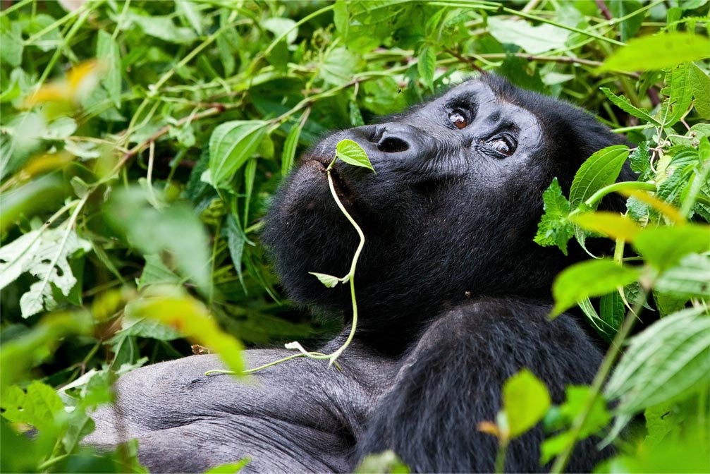 Everything you should know about gorilla trip in Uganda?