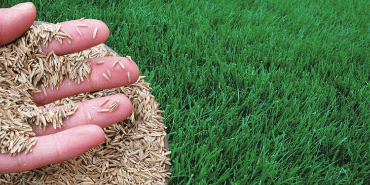 Mastering The Art Of Lawn Care: Expert Advice On Selecting And Planting Grass Seeds