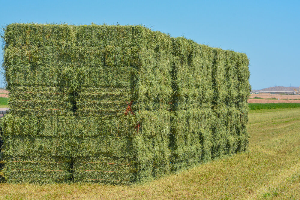 Alfalfa Hay vs. Timothy Hay Which is the Better Choice for Your