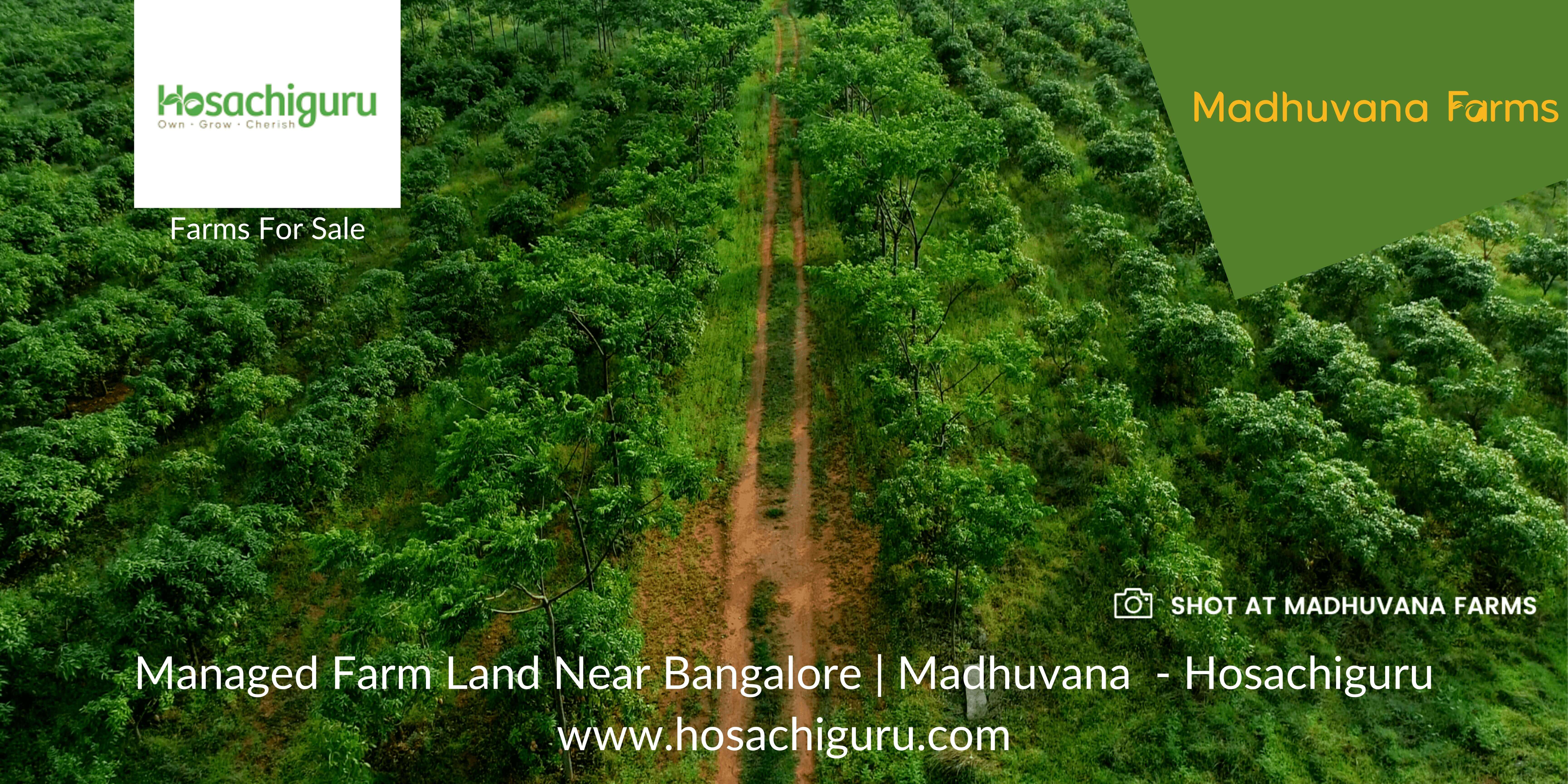 Gated Community Farm land near Bangalore | Managed Farm Land - Hosachiguru