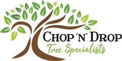 Everything to Know about Emergency Tree Service