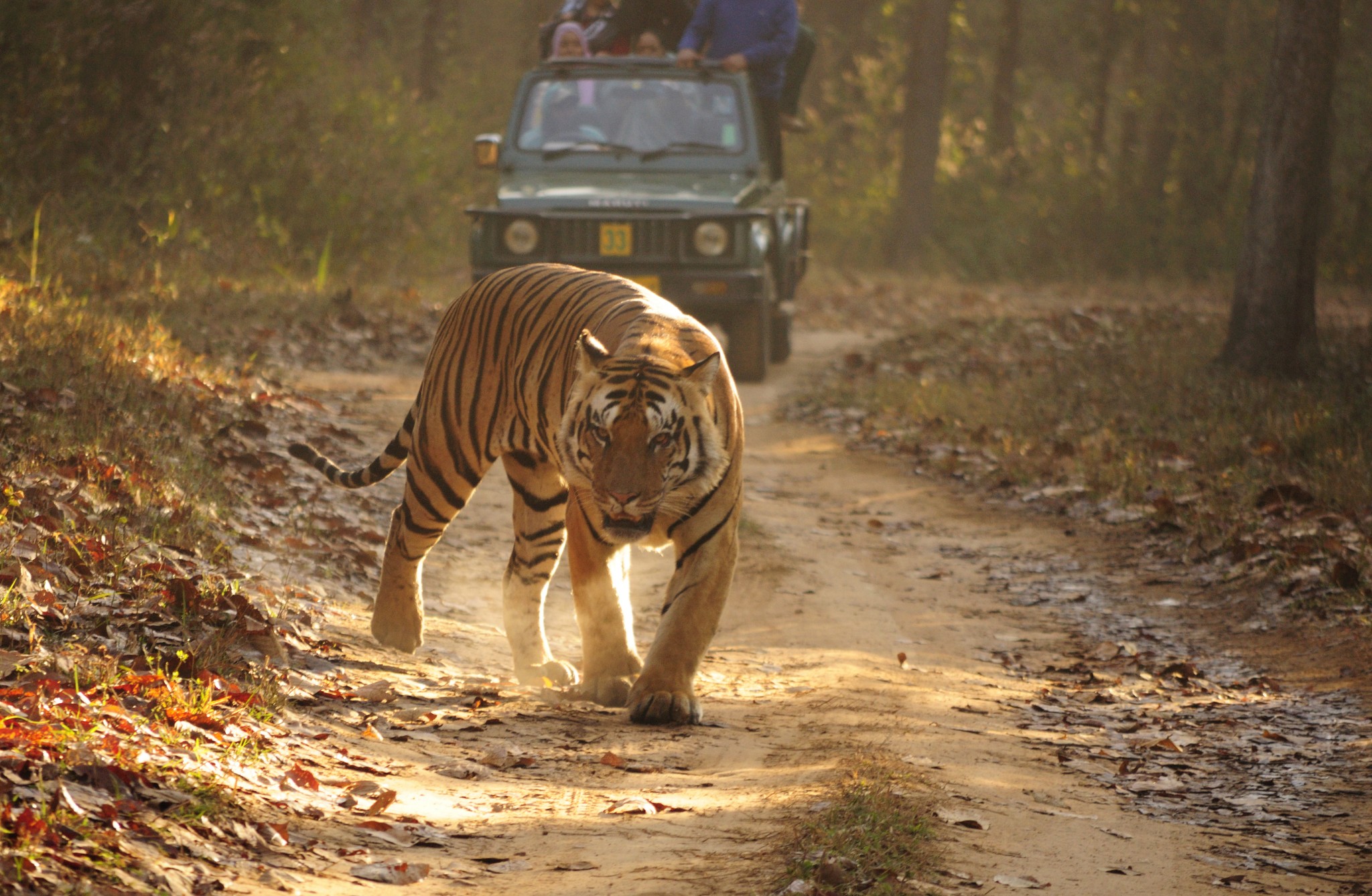 Make your trip game strong with Corbett National Park