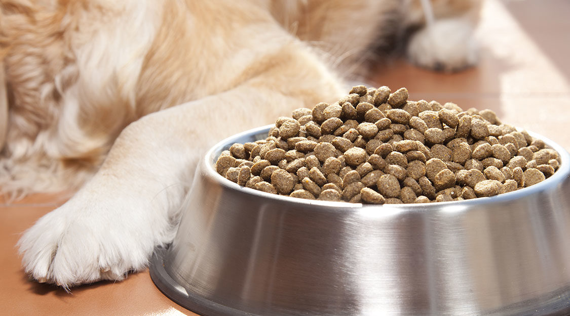 Organic Pet Food Market Size, share And Regional Outlook 2031