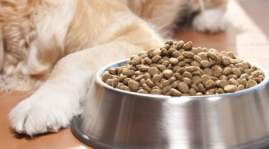 Organic Pet Food Market Size, share And Regional Outlook 2031